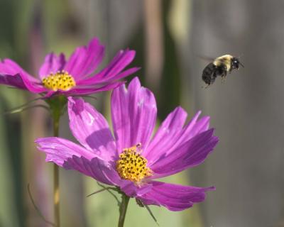 Bee 1