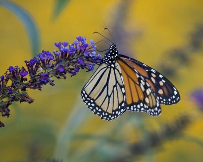 Butterfly 1