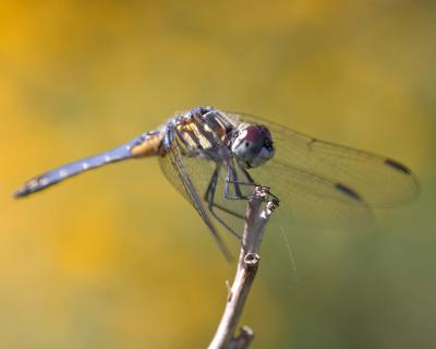 Dragonfly 1