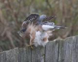 Coopers Hawk - Takeoff