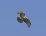 Sharp-shinned Hawk - Flying 1