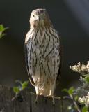 Sharp-shinned Hawk - Fence 3