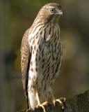 Sharp-shinned Hawk - Fence 9