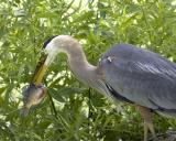 Blue Heron - Fishing 2