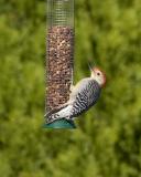 Male Red-Bellied Woodpecker - Feeder 1