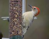 Male Red-Bellied Woodpecker - Feeder 4