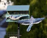Blue Jay - Flying