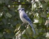 Blue Jay - Tree 1