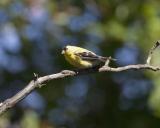 Goldfinch - Branch 2