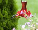 Female Ruby-Throated Hummingbird - Feeder 1