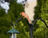 Male Cardinal - Feeder 1
