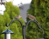 Female Cardinal - Stare