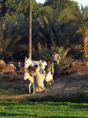 Playing with the donkeys