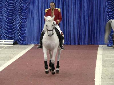 u48/luckybreak/medium/40088952.Lipizzan4.jpg