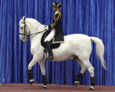 Lipizzaners