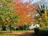 Autumn Colours