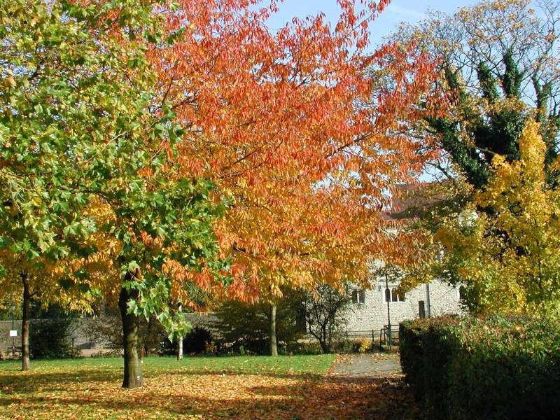 Autumn Colours