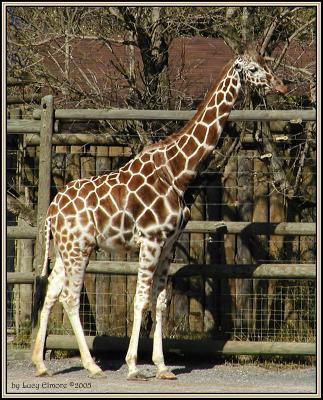 Giraffe-7978