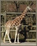 Giraffe-7978