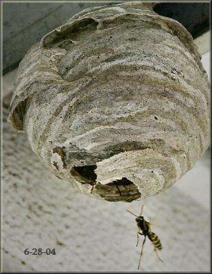 6-28-04-  nest