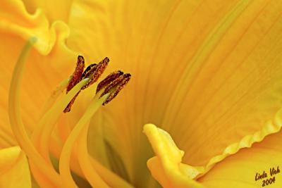 Yellow Lily
