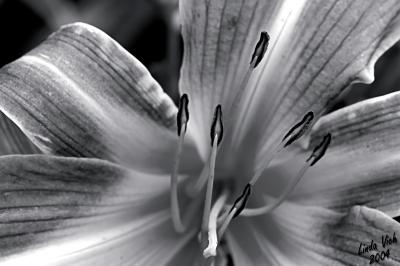 Black and White Lily
