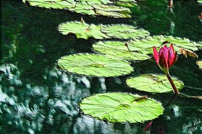 Waterlily