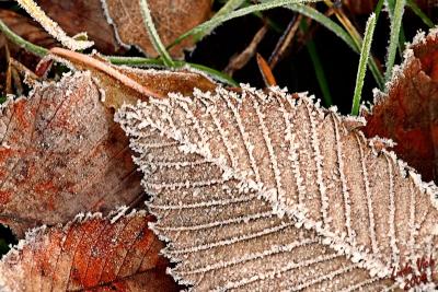 Frosty Leaves