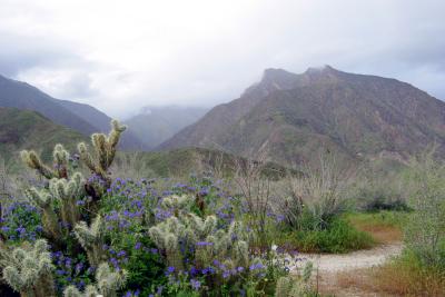 Anza-Borrego