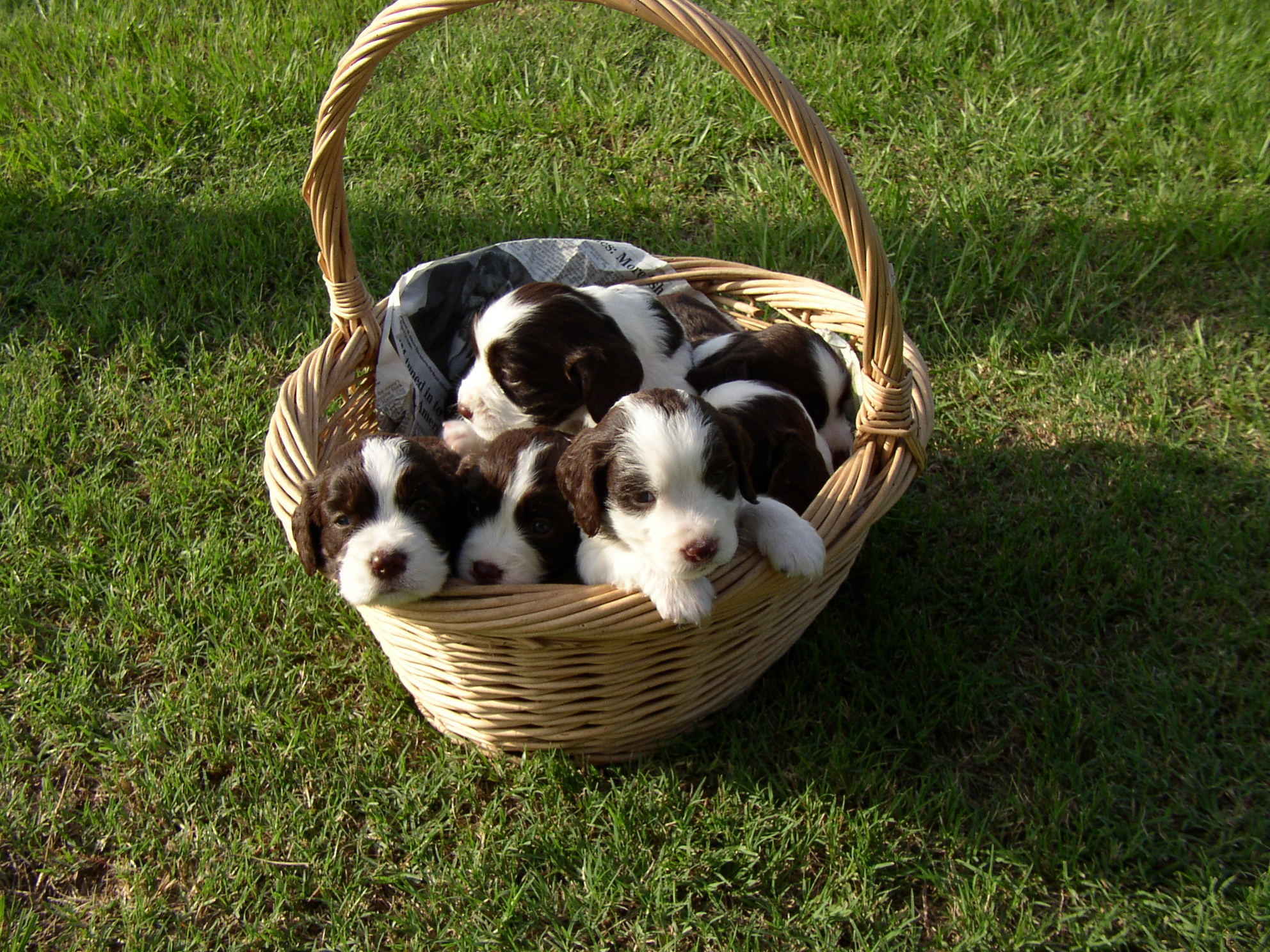 Litter mates