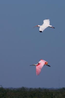 Ibis & Roseate in formation