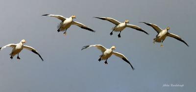 Flaps Down - Greater Snow Geese