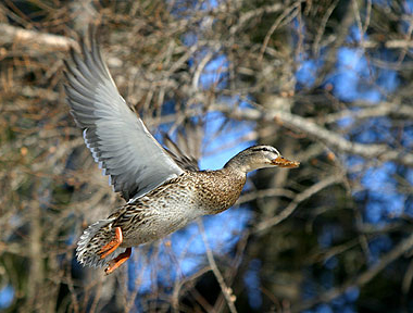 Making It Look Easy - Duck