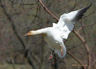 Agile Angel - Greater Snow Goose