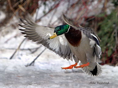 Intense Landing - Mallard Duck