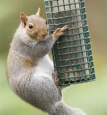squirrel_feeder01.jpg