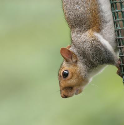 squirrel_feeder02.jpg