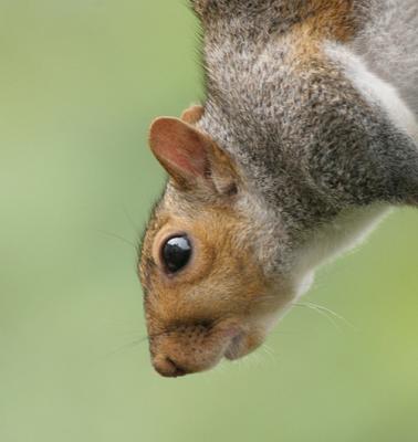 squirrel upside down closeup