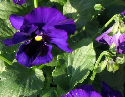 Autumn Pansy