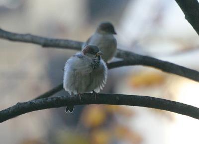 Oct 27: Getting cold for a small bird