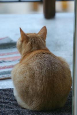 Watchful cat
