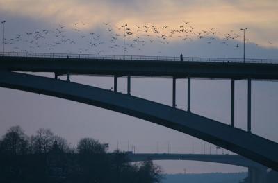 Gulls over the bridge