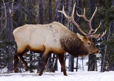 canadian_elk