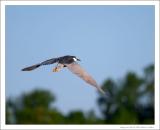 Black-crowned Night Heron