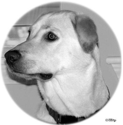 Gracie