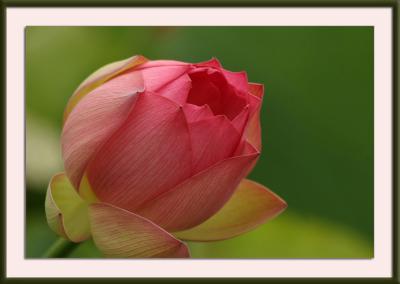 IMG_9234{Q}.jpg