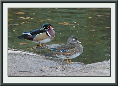 IMG_1606ps{Q}.jpg