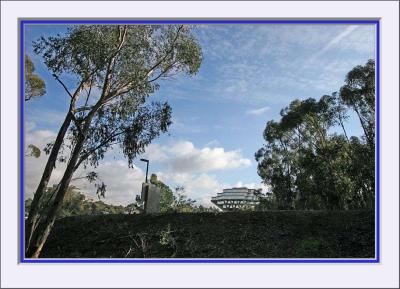 UCSD - Library and Woods