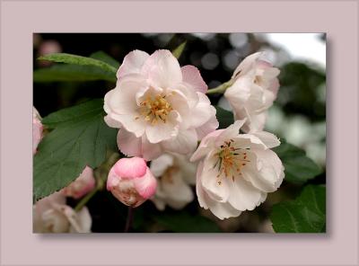 Malus ioensis blossom3
