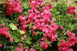 Excelsa